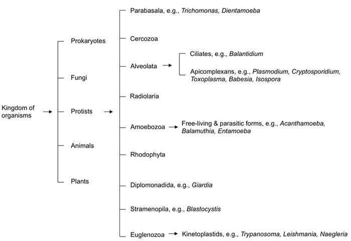 Acanthamoeba