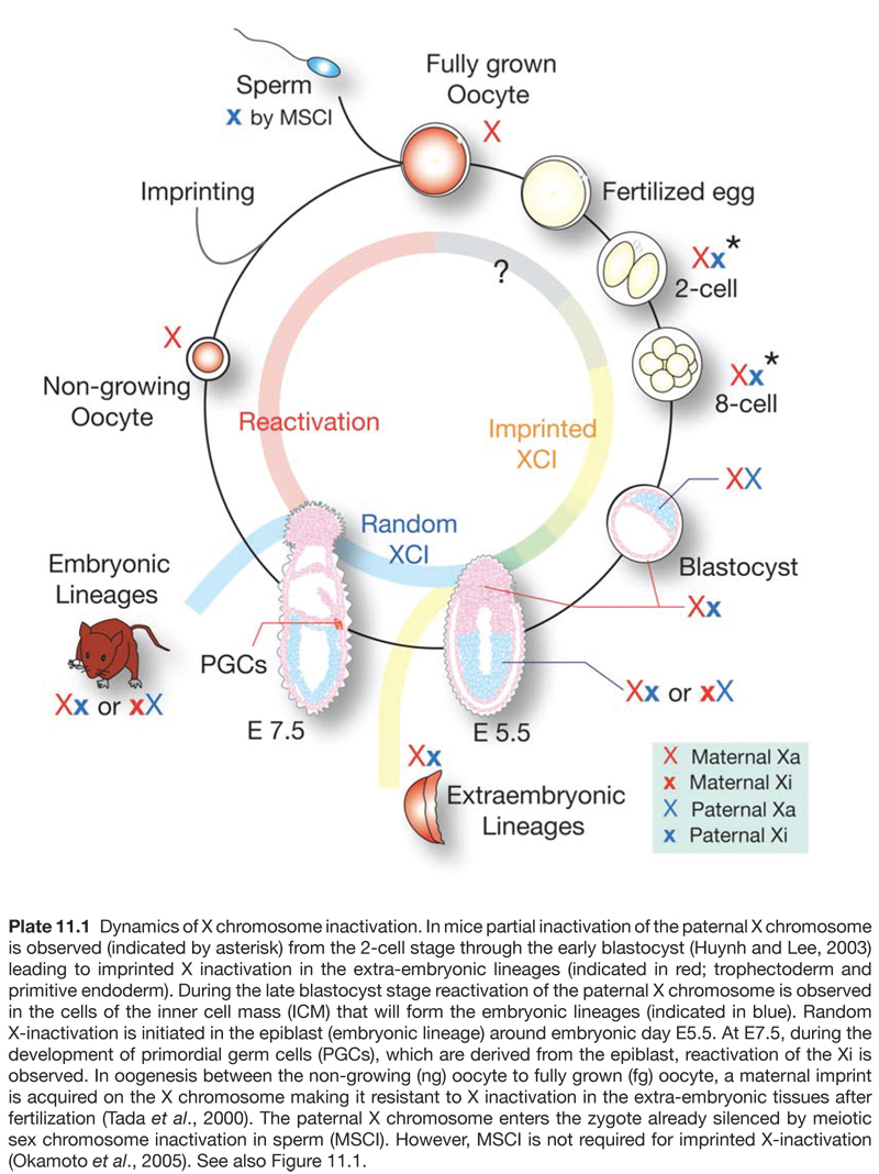 Epigenetics