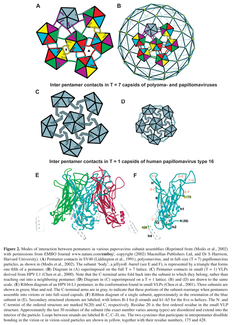 Human Papilloma virus