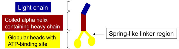 Acanthamoeba