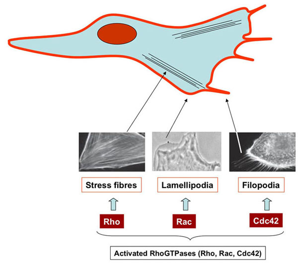Acanthamoeba