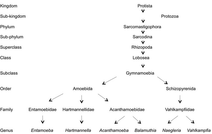 Acanthamoeba