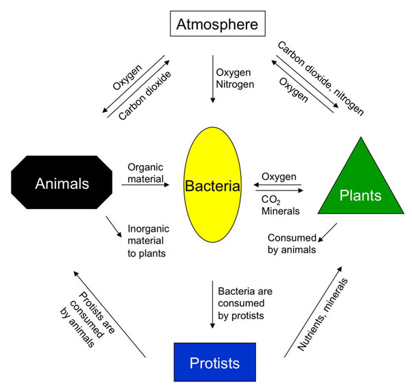 Acanthamoeba