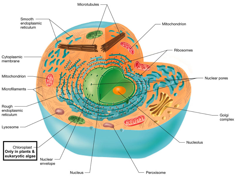 Acanthamoeba