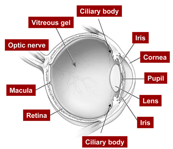 Acanthamoeba