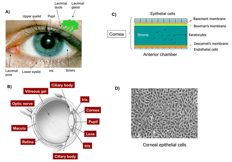 Acanthamoeba