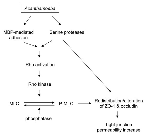 Acanthamoeba