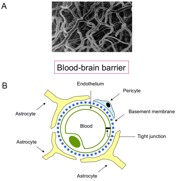 Acanthamoeba