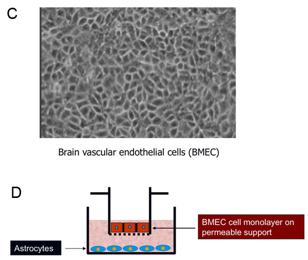 Acanthamoeba