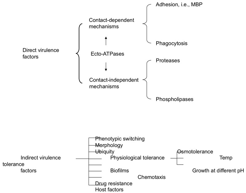 Acanthamoeba