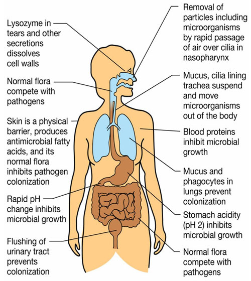 Acanthamoeba