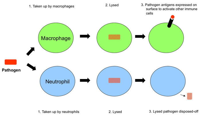 Acanthamoeba