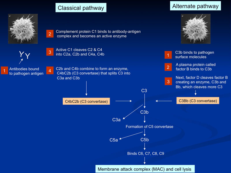 Acanthamoeba