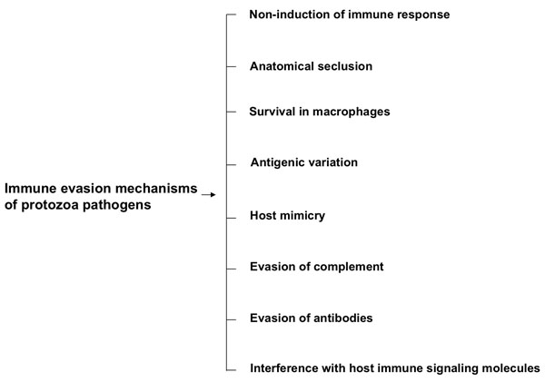 Acanthamoeba