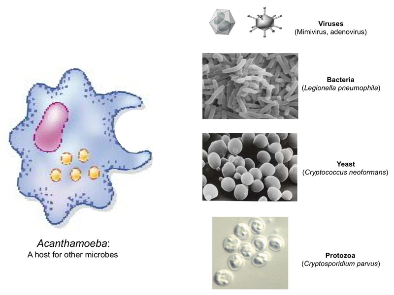 Acanthamoeba