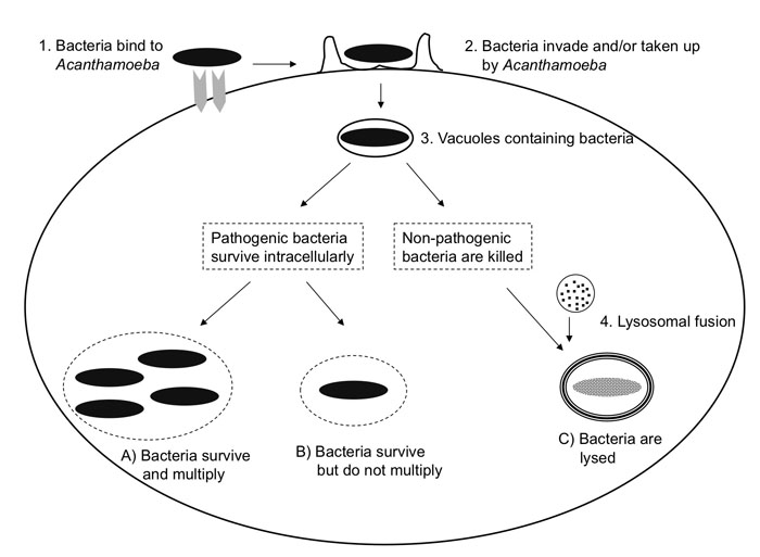 Acanthamoeba