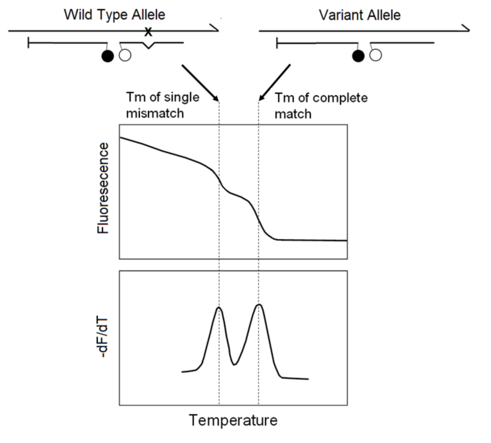 PCR Troubleshooting and Optimization