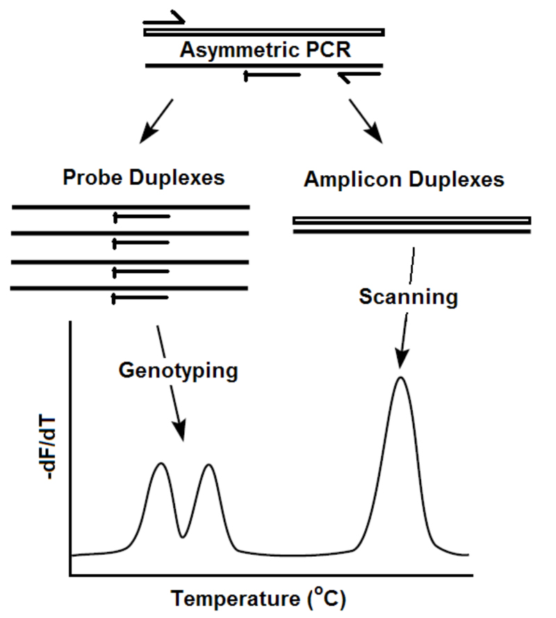PCR Troubleshooting and Optimization