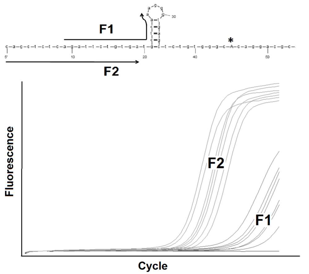 PCR Troubleshooting and Optimization