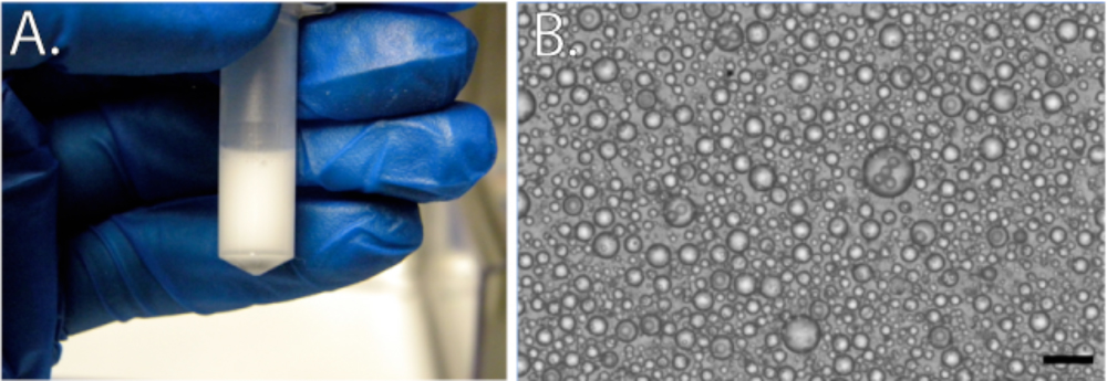 PCR Troubleshooting and Optimization