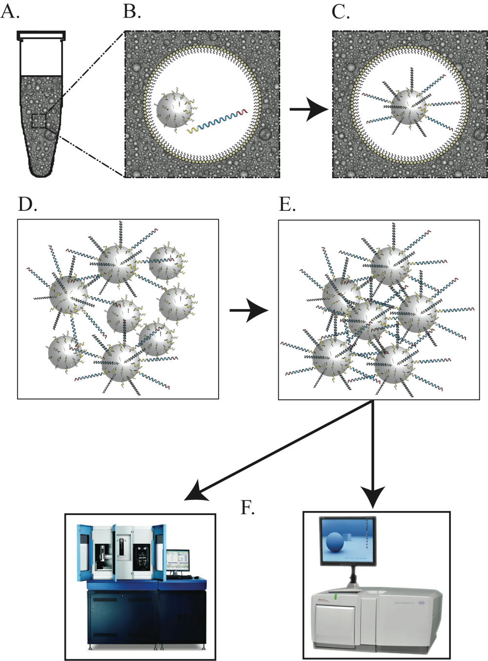 PCR Troubleshooting and Optimization