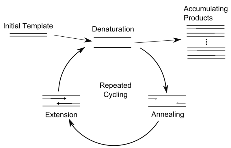 PCR Troubleshooting and Optimization
