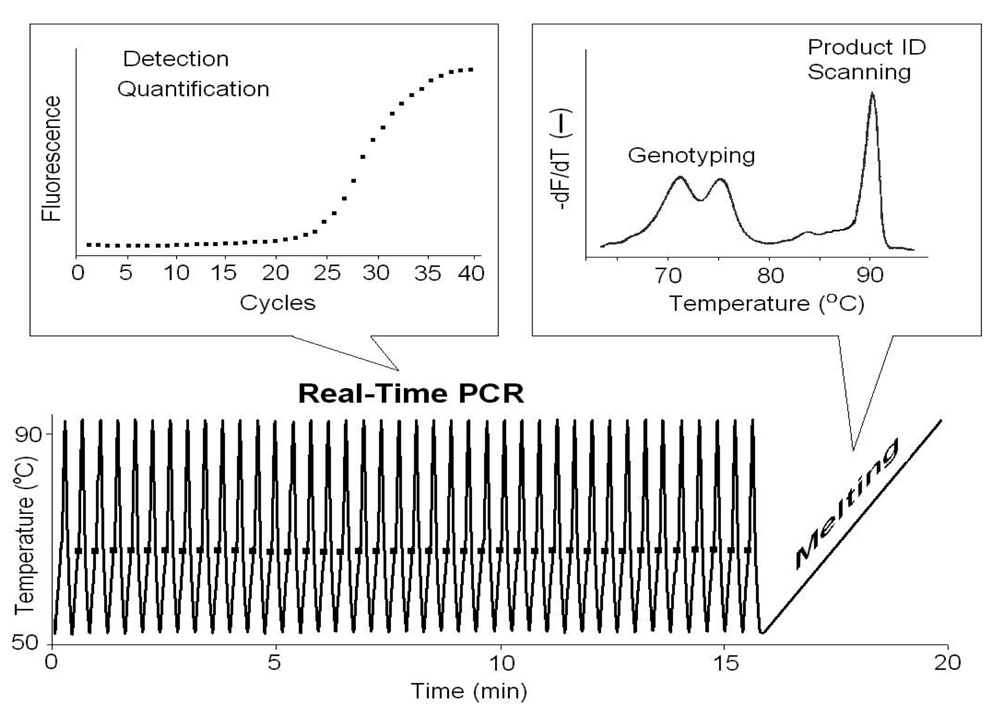 PCR Troubleshooting and Optimization