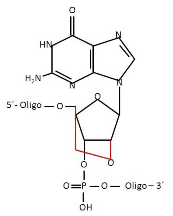 PCR Troubleshooting and Optimization