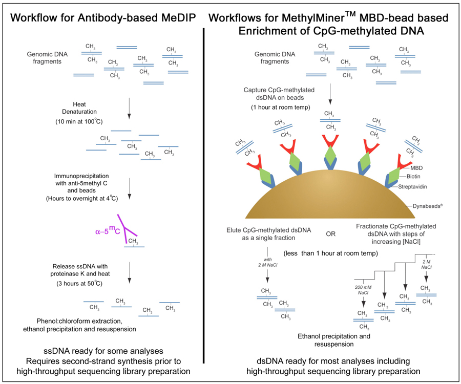 PCR Troubleshooting and Optimization