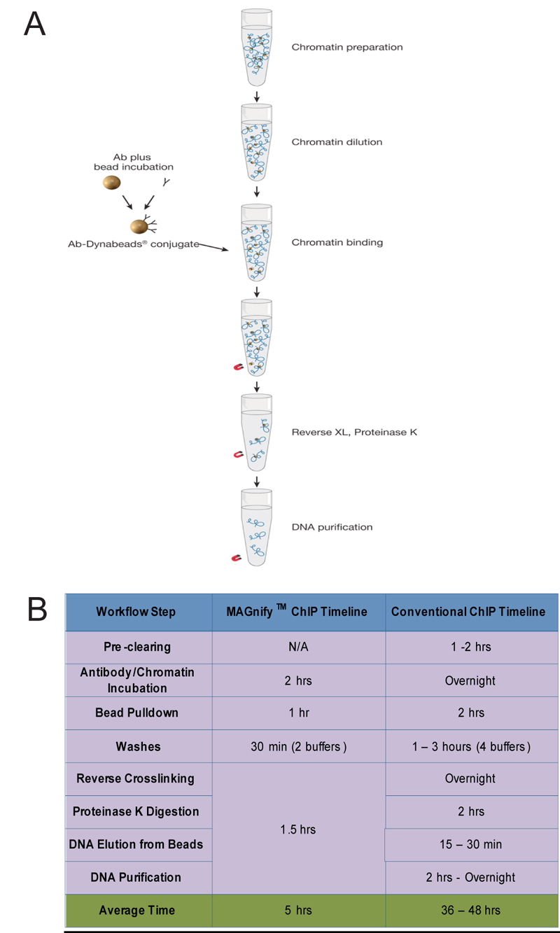 PCR Troubleshooting and Optimization