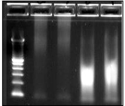 PCR Troubleshooting and Optimization