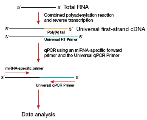 PCR Troubleshooting and Optimization