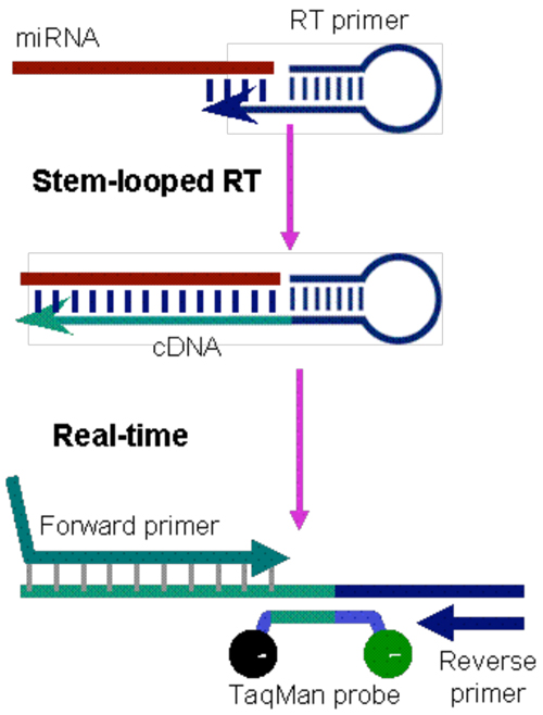 PCR Troubleshooting and Optimization