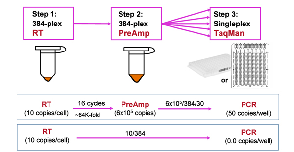 PCR Troubleshooting and Optimization